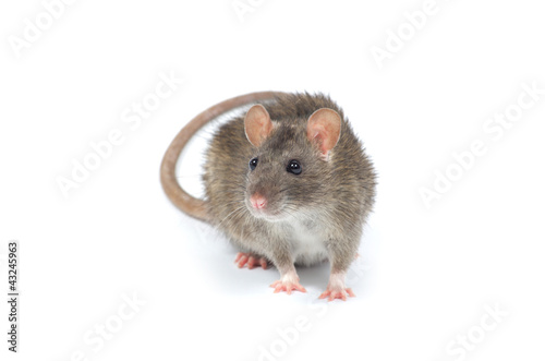 rat