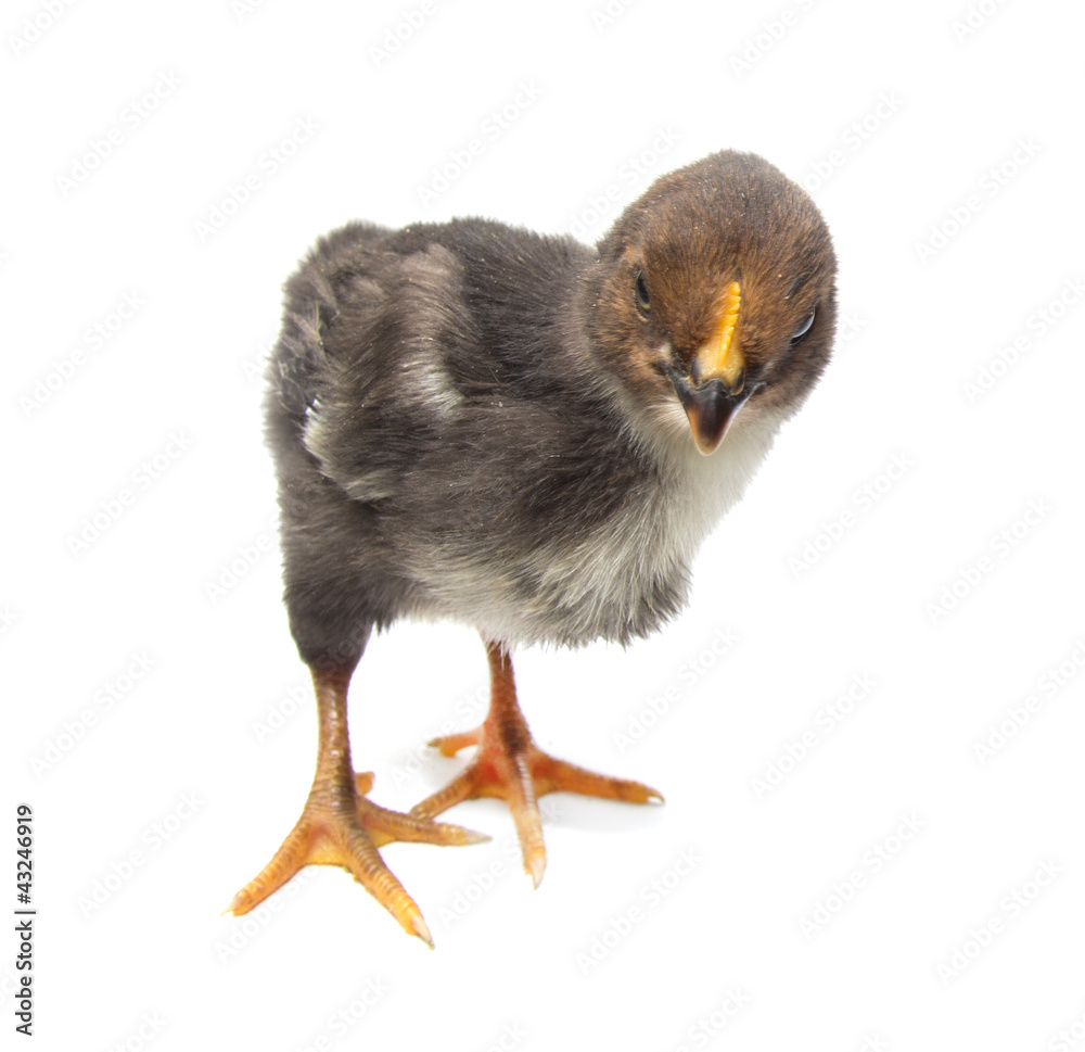 Obraz premium a little chicken on a white background