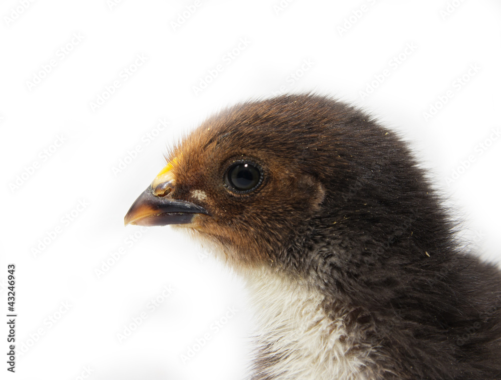 a little chicken on a white background