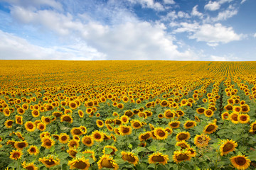 Wandcirkels Zonnebloem Bloeiend zonnebloemenveld op zomerdag  © JRP Studio
