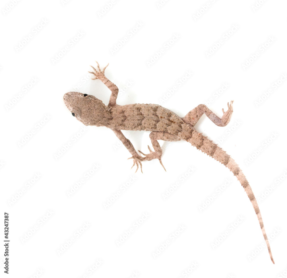 Naklejka premium lizard on white background