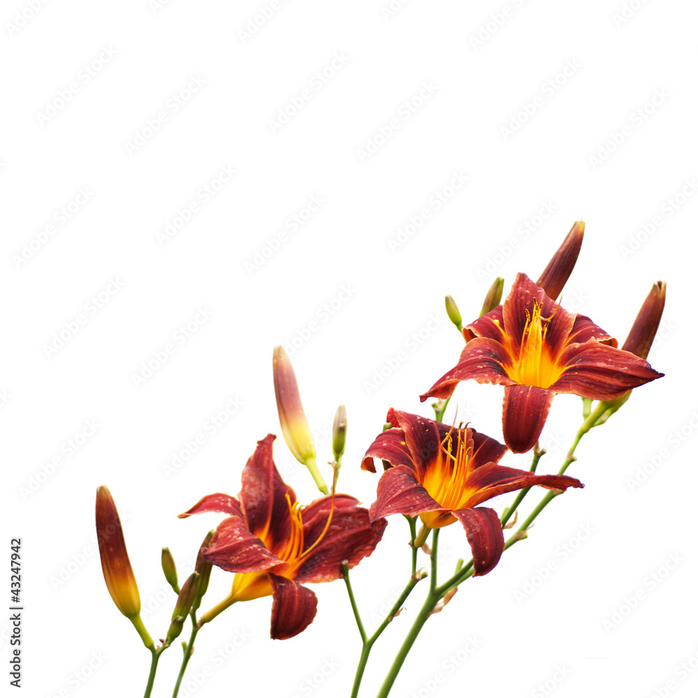 Fototapeta premium Red day-lily