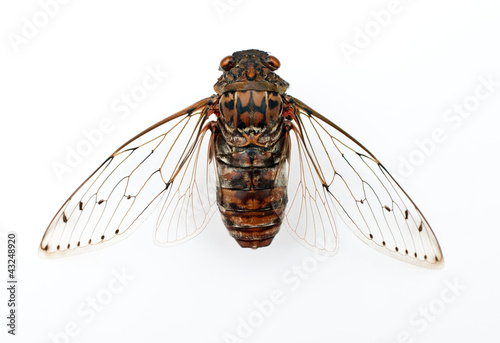 cicada insect.