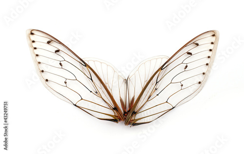cicada wings.