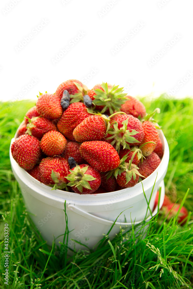 Ripe strawberry in bucket on grass Ripe strawberry in bucket on grass