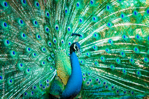 Portrait of peacock with feathers out © moggara12