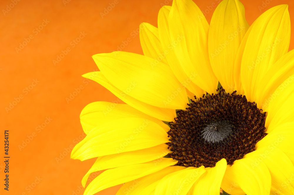Fototapeta premium Sunflower close-up