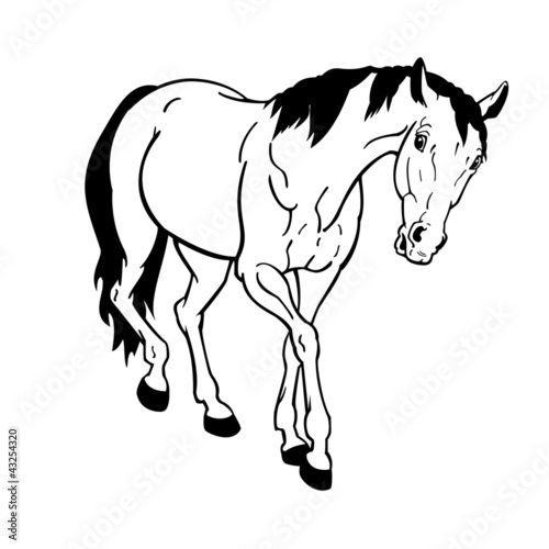 horse black white on white background