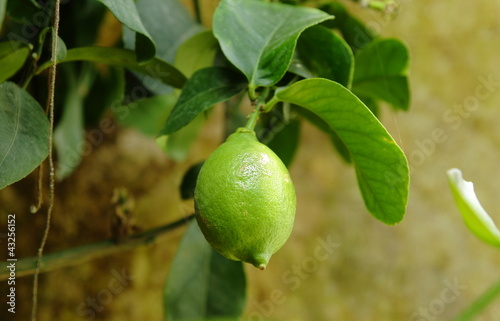 Wallpaper Mural Limette am Baum Torontodigital.ca