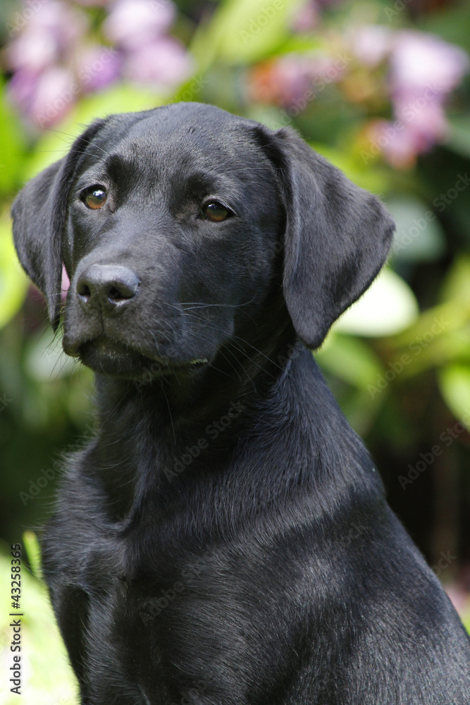 Labrador-Welpe