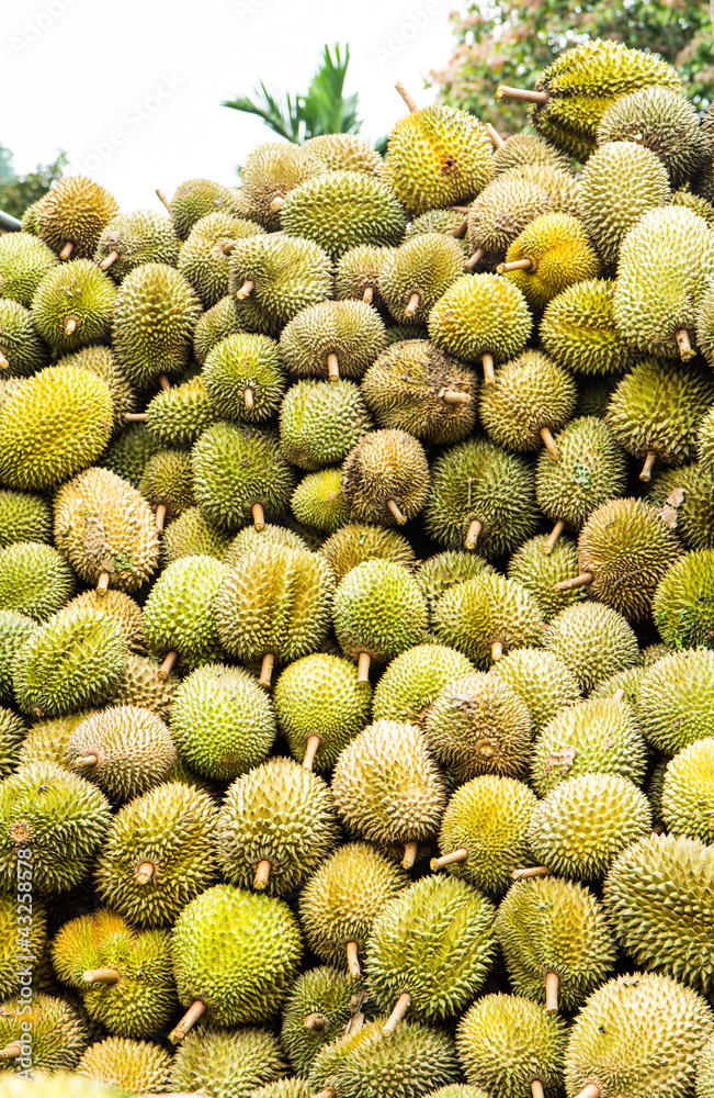 Fototapeta premium Durian fruit