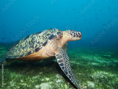 Turtle on seaweed bottom © Sergey Novikov