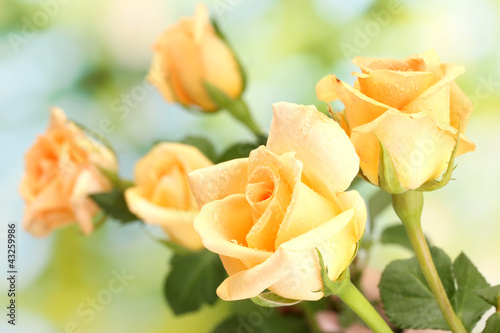 Fototapeta Naklejka Na Ścianę i Meble -  beautiful bouquet of roses on green background