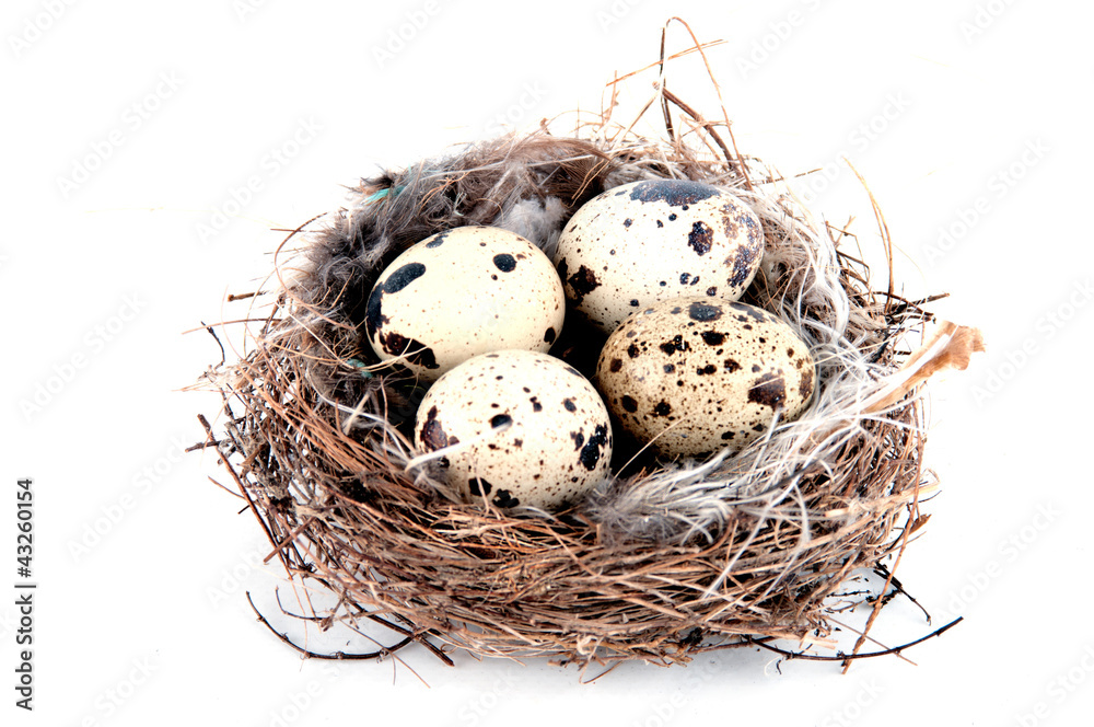 quail eggs in nest isolated on white quail eggs in nest isolated on white