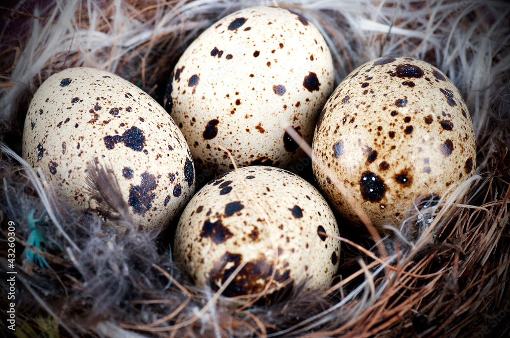 quail eggs in nest quail eggs in nest