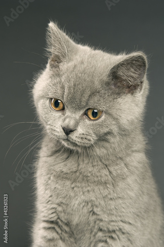 British short haired grey cat