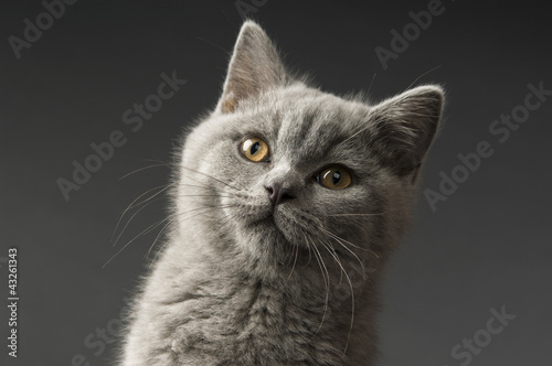 British short haired grey cat © Paul Cotney