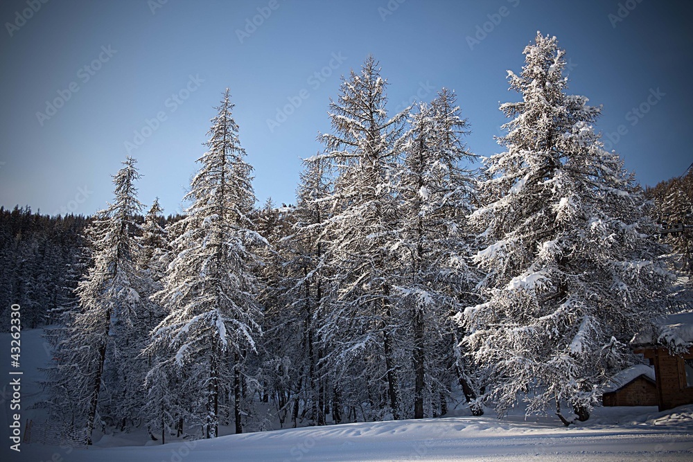 Fototapeta premium pini innevati