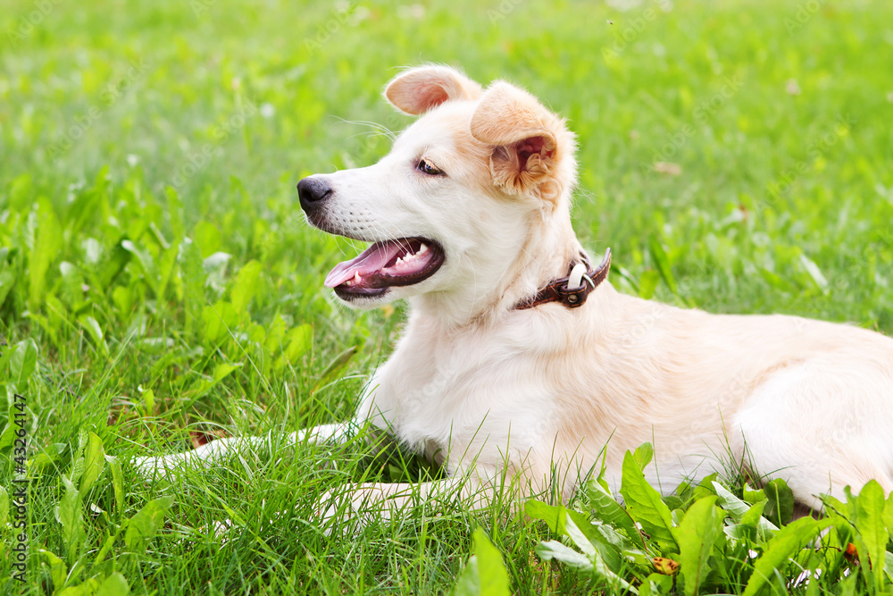 golden retriever puppy golden retriever puppy