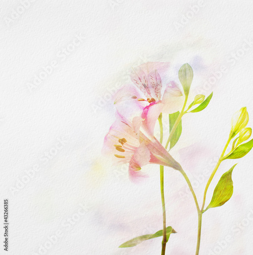Alstroemeria flowers on  watercolor paper.