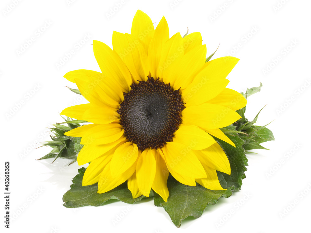 Obraz premium Sonnenblume