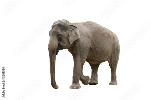 elefant in farbe photo