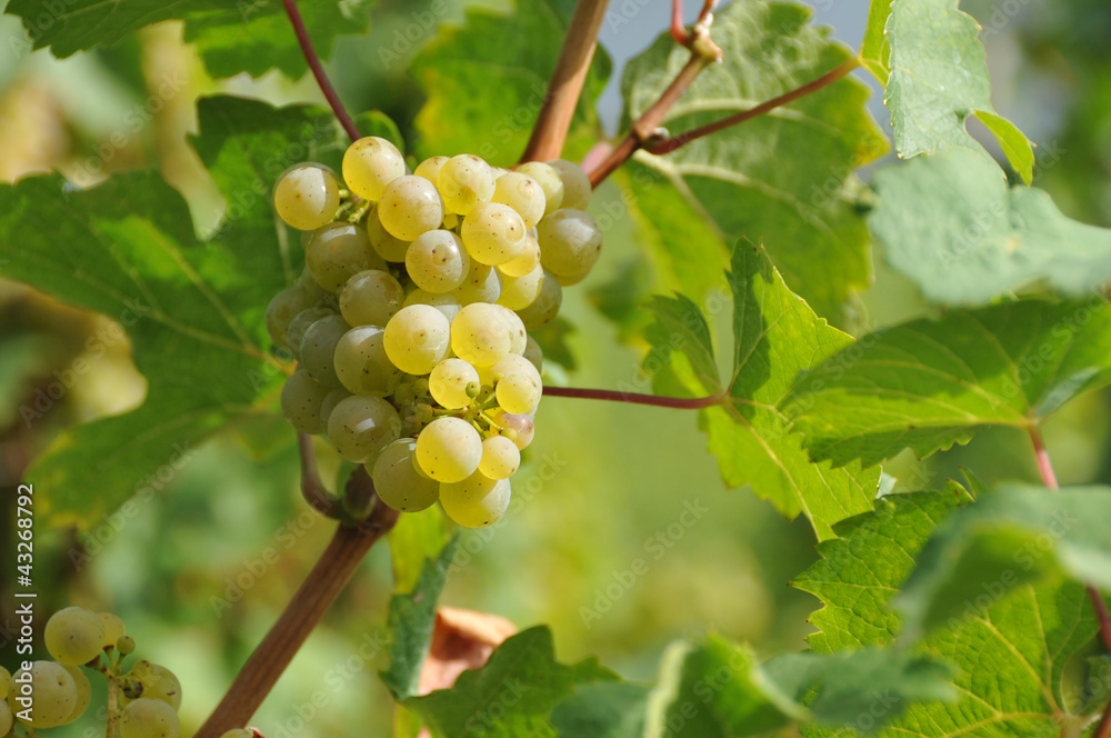 Reben, Trauben, Riesling, Weinberg, Weinanbau, Weinlese