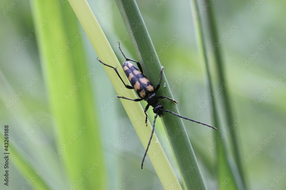 Fototapeta premium Vierbindiger Schmalbock (Leptura quadrifasciata)
