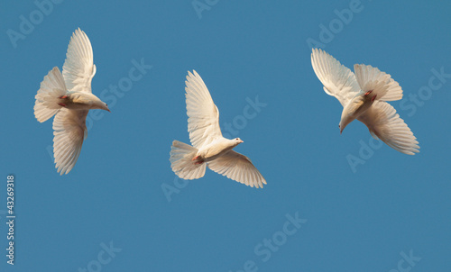 Three white pigeons fly in the sky