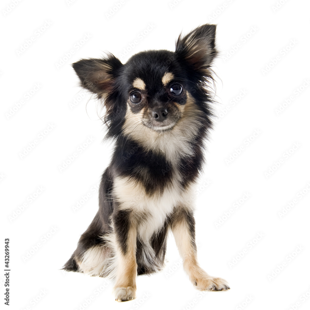 chihuahua chihuahua