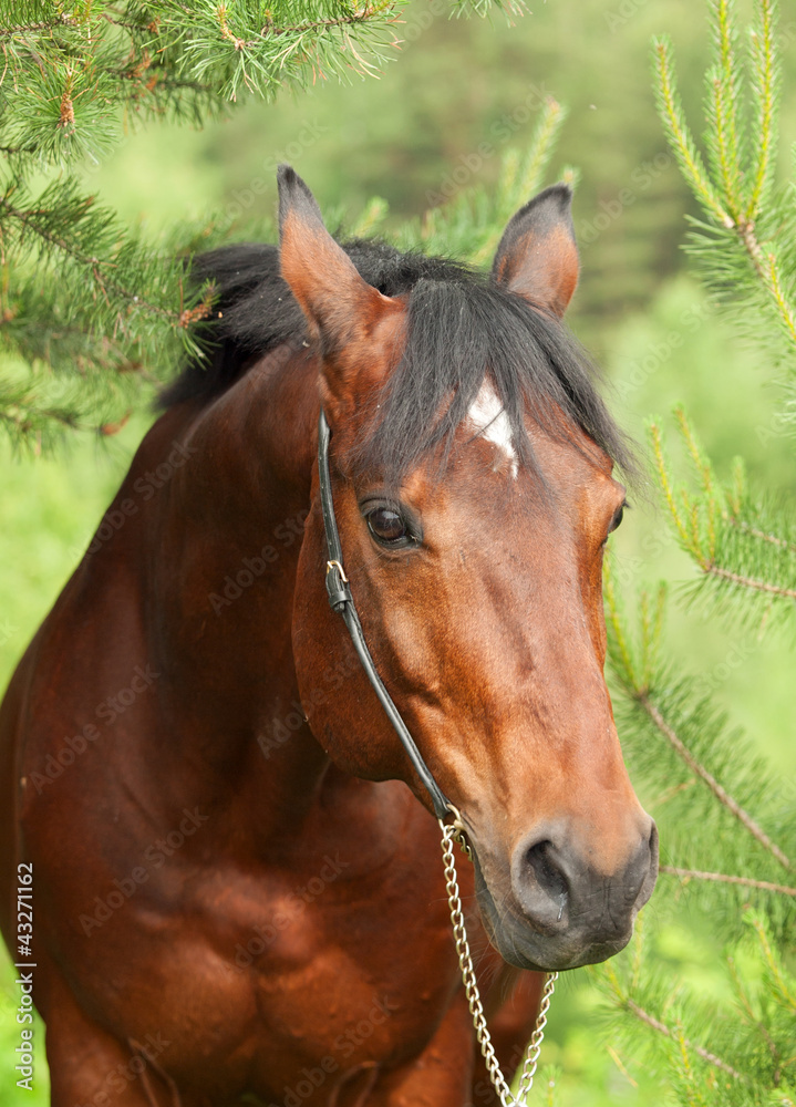 Portrait of beautiful Trakehner stallion in pine forest