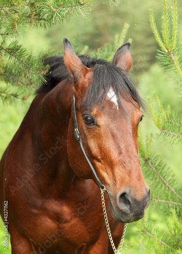 Portrait of beautiful Trakehner stallion in pine forest