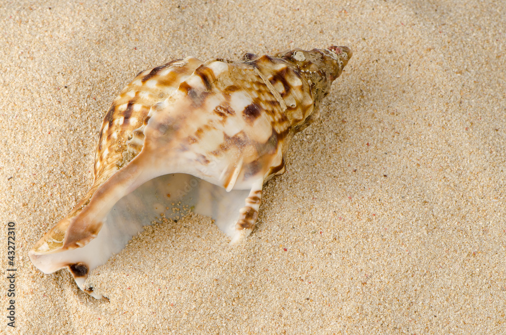 Sea shell on the shore Sea shell on the shore