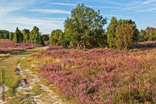 Landschaft mit Wacholder in der Lüneburger Heide, Steingrund