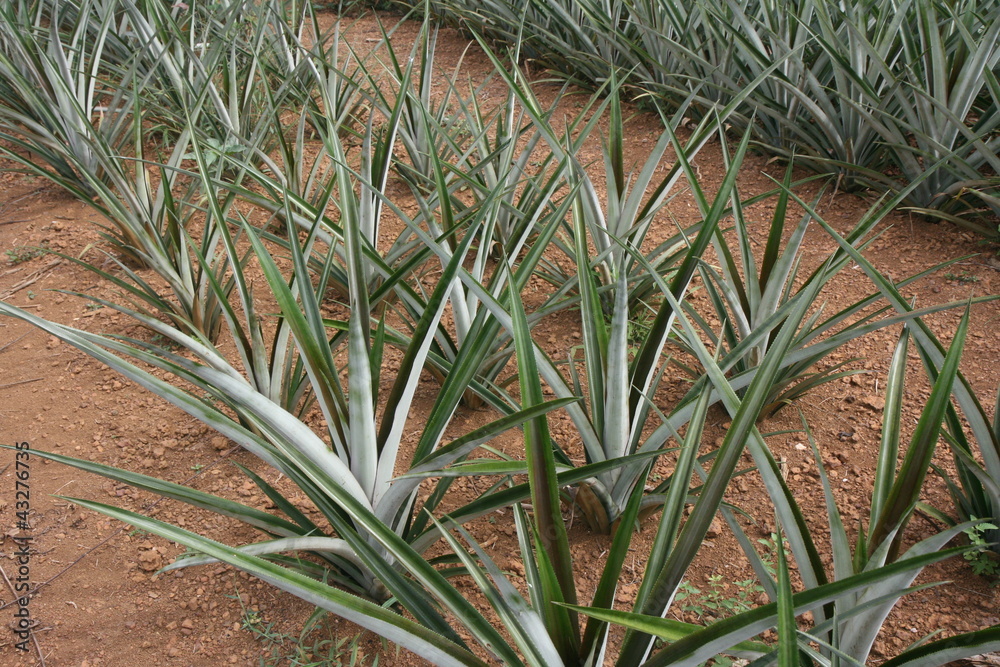 Culture d'ananas Culture d'ananas