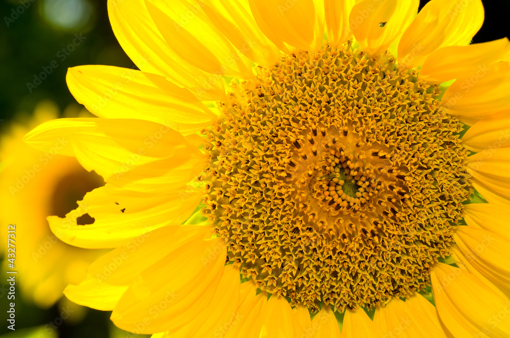 Obraz premium Sunflower