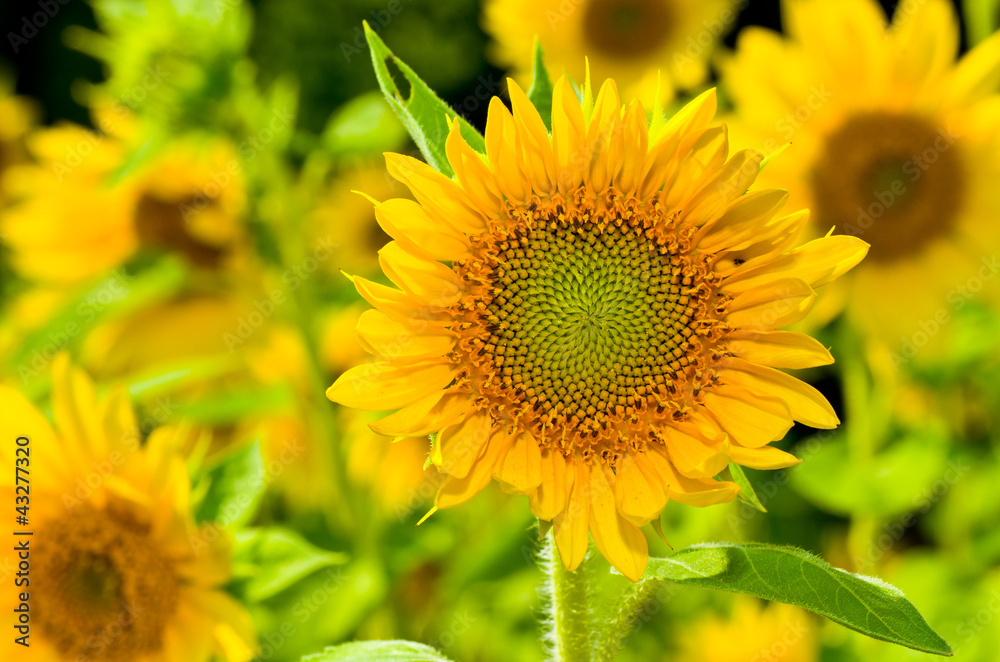 Fototapeta premium Sunflower