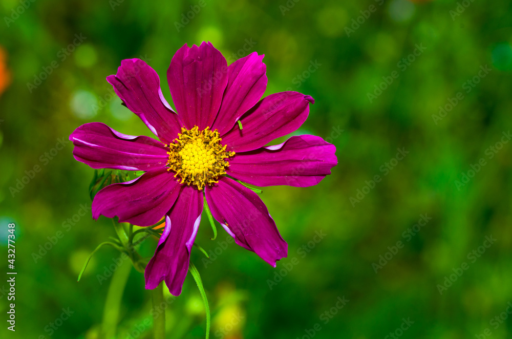 Obraz premium Pink Flower