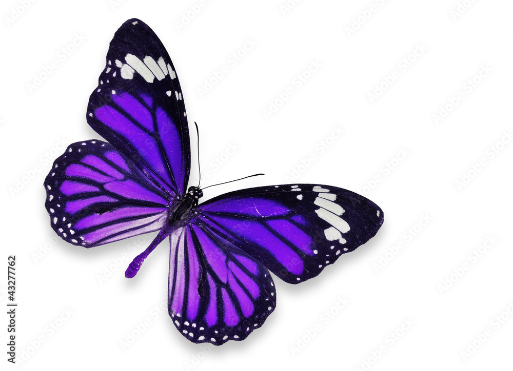 Obraz premium purple butterfly