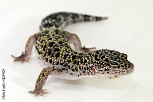 Leopard Gecko