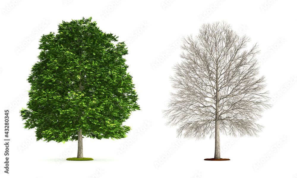 Obraz premium Ash Tree.