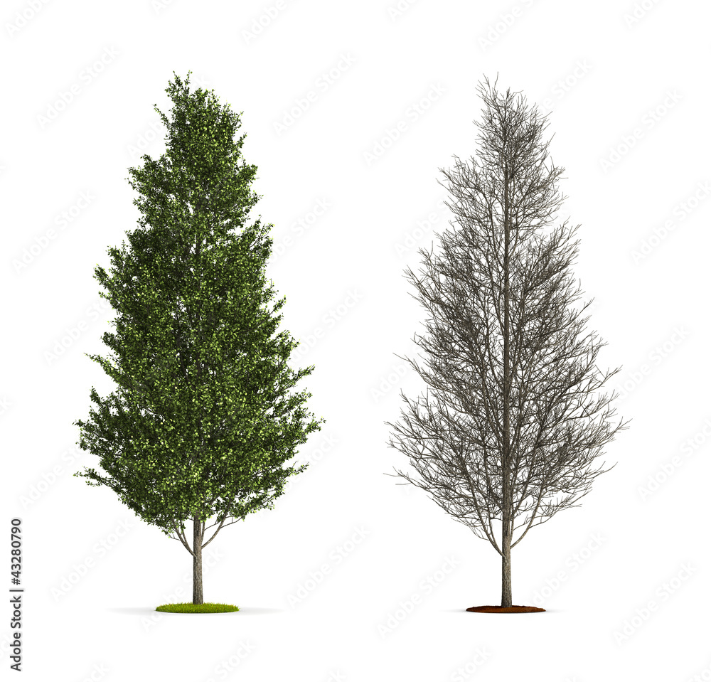 Fototapeta premium Tall Aspen Tree.