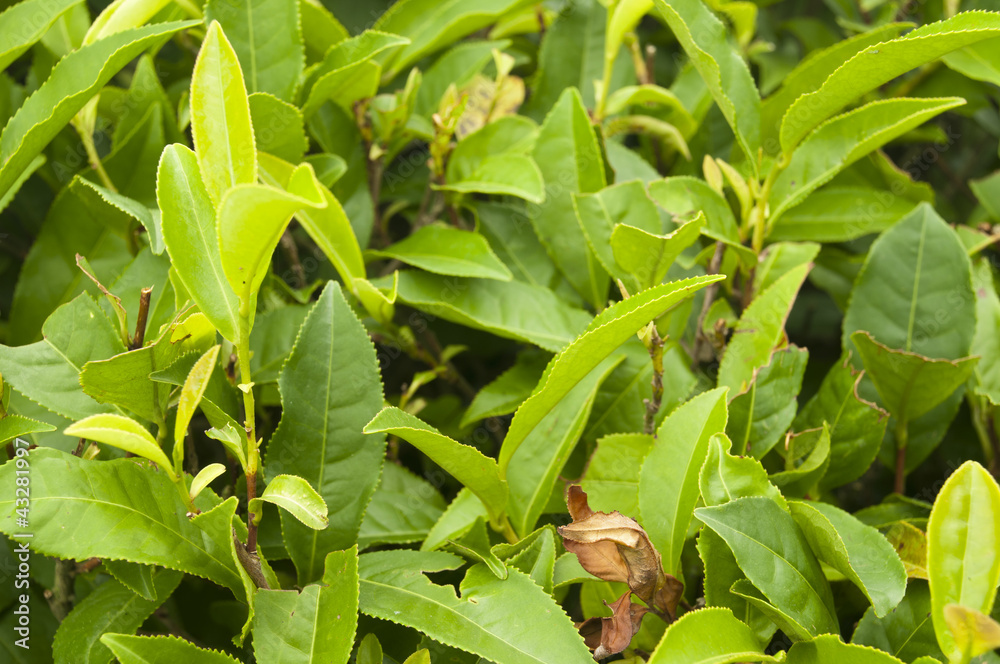 Obraz premium Tea tree plant