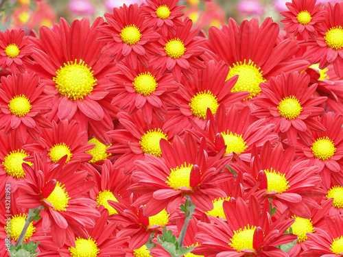 detail color photography of dahlia flowers in bloom