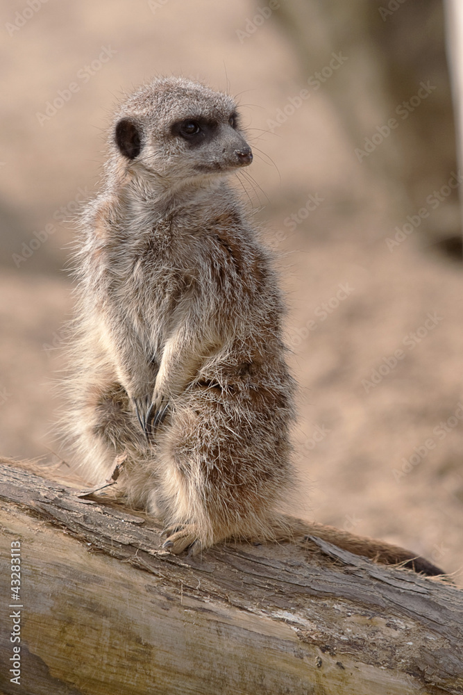 Fototapeta premium meerkat standing on log 6932
