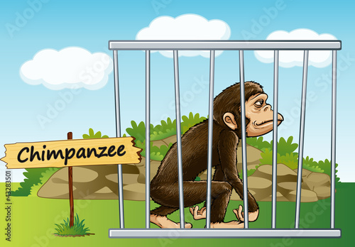 chimpanzee in cage