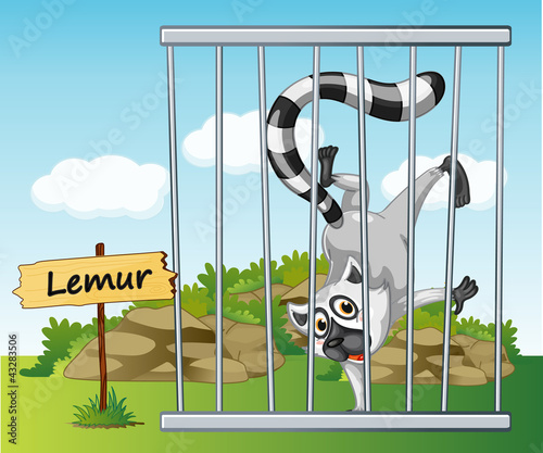 lemur in cage