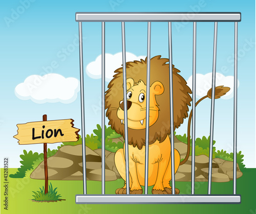 lion in cage