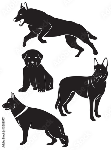 dog