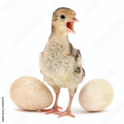 chicken isolated on white background